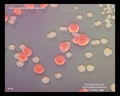 enteric bacteria